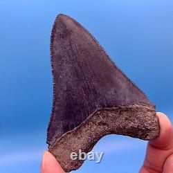 3.87 Megalodon Shark Tooth Museum Quality Tooth No Restoration or Repair