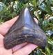 3.8 Georgia Megalodon Shark Tooth Fossil