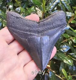 3.8 Georgia Megalodon Shark Tooth Fossil