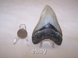 3.91 Inch / 3.9 oz / MEGALODON Fossil Shark Tooth Teeth / FREE STAND / T3-28