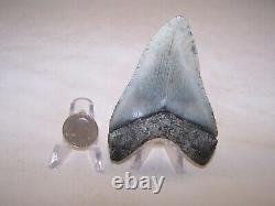 3.91 Inch / 3.9 oz / MEGALODON Fossil Shark Tooth Teeth / FREE STAND / T3-28