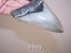 3.91 Inch / 3.9 oz / MEGALODON Fossil Shark Tooth Teeth / FREE STAND / T3-28