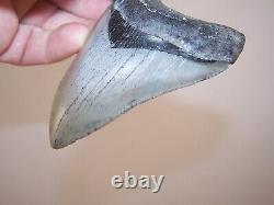 3.91 Inch / 3.9 oz / MEGALODON Fossil Shark Tooth Teeth / FREE STAND / T3-28