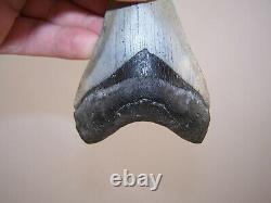 3.91 Inch / 3.9 oz / MEGALODON Fossil Shark Tooth Teeth / FREE STAND / T3-28