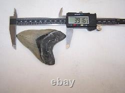 3.91 Inch / 3.9 oz / MEGALODON Fossil Shark Tooth Teeth / FREE STAND / T3-28