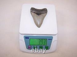 3.91 Inch / 3.9 oz / MEGALODON Fossil Shark Tooth Teeth / FREE STAND / T3-28