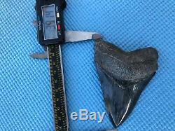 3.91 inch Medway Sound Megalodon Shark Tooth Georgia Bourlette NO REPAIR