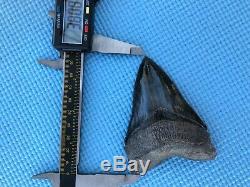 3.91 inch Medway Sound Megalodon Shark Tooth Georgia Bourlette NO REPAIR