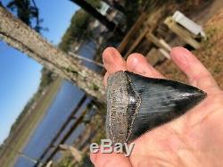 3.91 inch Medway Sound Megalodon Shark Tooth Georgia Bourlette NO REPAIR