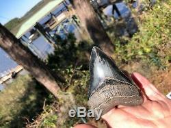 3.91 inch Medway Sound Megalodon Shark Tooth Georgia Bourlette NO REPAIR