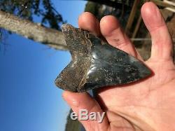 3.91 inch Medway Sound Megalodon Shark Tooth Georgia Bourlette NO REPAIR