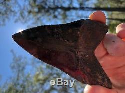 3.91 inch Medway Sound Megalodon Shark Tooth Georgia Bourlette NO REPAIR