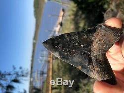 3.91 inch Medway Sound Megalodon Shark Tooth Georgia Bourlette NO REPAIR