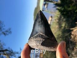 3.91 inch Medway Sound Megalodon Shark Tooth Georgia Bourlette NO REPAIR