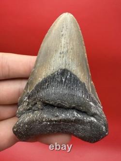 3.92 Genuine Megalodon Tooth North Carolina Ocean Authentic Fossil No Repair