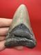 3.92 Genuine Megalodon Tooth North Carolina Ocean Authentic Fossil No Repair