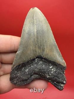 3.92 Genuine Megalodon Tooth North Carolina Ocean Authentic Fossil No Repair
