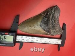 3.92 Genuine Megalodon Tooth North Carolina Ocean Authentic Fossil No Repair