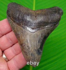3.95 MEGALODON SHARK TOOTH Real Fossil -ACE River, SC NATURAL Authentic