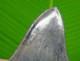 3.95 Megalodon Shark Tooth Real Fossil -ace River, Sc Natural Authentic