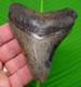 3.95 Megalodon Shark Tooth Real Fossil -ace River, Sc Natural Authentic