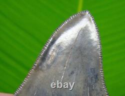 3.95 MEGALODON SHARK TOOTH Real Fossil -ACE River, SC NATURAL Authentic