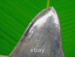 3.95 MEGALODON SHARK TOOTH Real Fossil -ACE River, SC NATURAL Authentic
