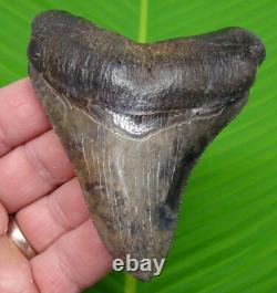 3.95 MEGALODON SHARK TOOTH Real Fossil -ACE River, SC NATURAL Authentic