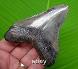 3.95 MEGALODON SHARK TOOTH Real Fossil -ACE River, SC NATURAL Authentic