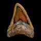 3.9 Quality Megalodon Shark Serrated Tooth Fossil Natural Miocene Age Coa