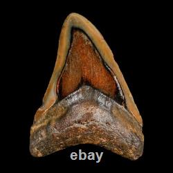 3.9 Quality Megalodon Shark Serrated Tooth Fossil Natural Miocene Age COA