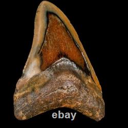 3.9 Quality Megalodon Shark Serrated Tooth Fossil Natural Miocene Age COA