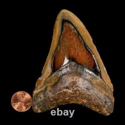 3.9 Quality Megalodon Shark Serrated Tooth Fossil Natural Miocene Age COA