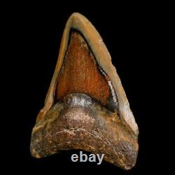 3.9 Quality Megalodon Shark Serrated Tooth Fossil Natural Miocene Age COA