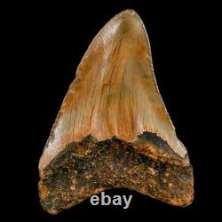 3.9 Quality Megalodon Shark Serrated Tooth Fossil Natural Miocene Age COA