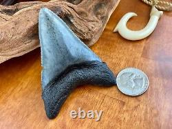 3+ Authentic Megalodon Fossil Shark Tooth with Attached Coral