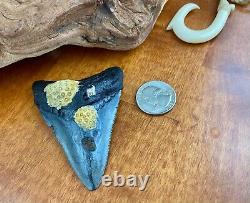 3+ Authentic Megalodon Fossil Shark Tooth with Attached Coral