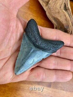 3+ Authentic Megalodon Fossil Shark Tooth with Attached Coral