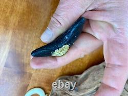 3+ Authentic Megalodon Fossil Shark Tooth with Attached Coral