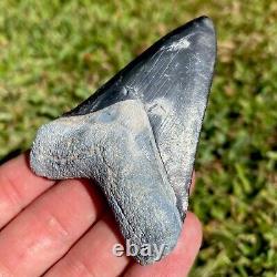 3 Big Classic Megalodon Shark Tooth Fossil Sharks Teeth Meg Mako Gem BV FL