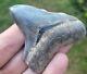 3 Inch Ace River Basin Megalodon Shark Tooth Fossil