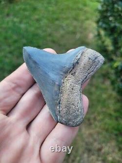 3 Inch Ace River Basin Megalodon Shark Tooth Fossil