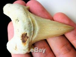 3 Inch Otodus Tooth Real Large Shark Fossil Great White Megalodon Extinct Relic