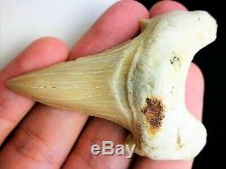 3 Inch Otodus Tooth Real Large Shark Fossil Great White Megalodon Extinct Relic