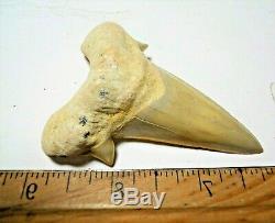 3 Inch Otodus Tooth Real Large Shark Fossil Great White Megalodon Extinct Relic
