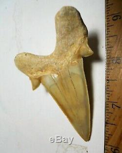 3 Inch Otodus Tooth Real Large Shark Fossil Great White Megalodon Extinct Relic