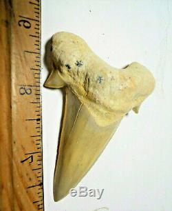 3 Inch Otodus Tooth Real Large Shark Fossil Great White Megalodon Extinct Relic