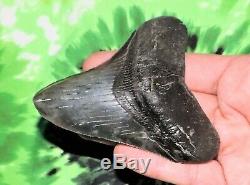 3 Inch Real Megalodon Shark Tooth Big Fossil Giant Genuine Relic Teeth Huge Meg