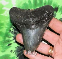 3 Inch Real Megalodon Shark Tooth Big Fossil Giant Genuine Relic Teeth Huge Meg