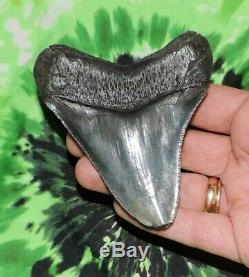 3 Inch Real Megalodon Shark Tooth Big Fossil Giant Genuine Relic Teeth Huge Meg